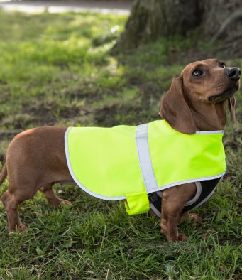  Dog vest